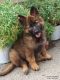 German Shepherd Puppies for sale in Florida, NY, USA. price: NA