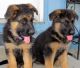 German Shepherd Puppies for sale in San Antonio, TX 78253, USA. price: $1,100