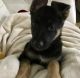 German Shepherd Puppies for sale in West Henrietta, NY, USA. price: NA