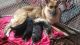 German Shepherd Puppies for sale in Hampton, VA, USA. price: NA