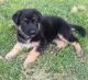 German Shepherd Puppies for sale in Tecate, CA 91987, USA. price: NA