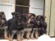 German Shepherd Puppies for sale in Allen St, New York, NY 10002, USA. price: NA