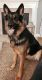 German Shepherd Puppies for sale in Guilford, IN, USA. price: NA
