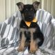 German Shepherd Puppies for sale in West Lafayette, IN, USA. price: NA