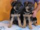 German Shepherd Puppies for sale in CA-1, Mill Valley, CA 94941, USA. price: NA