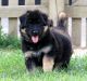 German Shepherd Puppies for sale in Costa Mesa, CA, USA. price: NA
