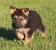 German Shepherd Puppies for sale in Abbeville, SC 29620, USA. price: NA