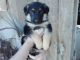 German Shepherd Puppies for sale in 17598 147th St, Glenwood, MN 56334, USA. price: $300