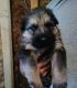 German Shepherd Puppies for sale in Winchendon, MA, USA. price: $800