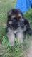 German Shepherd Puppies for sale in Hixson, Chattanooga, TN, USA. price: $750