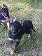 German Shepherd Puppies for sale in Pinckney, MI 48169, USA. price: $850