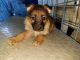 German Shepherd Puppies for sale in Seymour, IN 47274, USA. price: $600