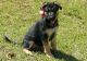 German Shepherd Puppies for sale in Shawnee, OK, USA. price: NA