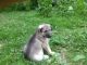 German Shepherd Puppies for sale in Newark, OH, USA. price: NA