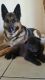 German Shepherd Puppies for sale in DeLand, FL, USA. price: NA