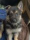German Shepherd Puppies for sale in Raeford, NC 28376, USA. price: $800