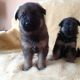 German Shepherd Puppies for sale in Hagerstown, MD, USA. price: NA
