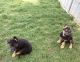 German Shepherd Puppies for sale in TX-121, Blue Ridge, TX 75424, USA. price: NA