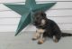 German Shepherd Puppies for sale in Florida Ave NW, Washington, DC, USA. price: NA