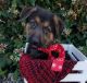 German Shepherd Puppies for sale in Spencerville, IN 46788, USA. price: NA
