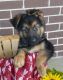 German Shepherd Puppies for sale in Spencerville, IN 46788, USA. price: NA