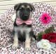 German Shepherd Puppies for sale in Pittsburgh, PA 15255, USA. price: NA