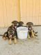 German Shepherd Puppies for sale in Santa Ana, CA, USA. price: $1,200