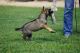 German Shepherd Puppies for sale in California St, San Francisco, CA, USA. price: NA