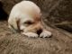 German Shepherd Puppies for sale in Louisiana Blvd NE, Albuquerque, NM, USA. price: $300