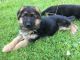 German Shepherd Puppies for sale in Temple City, CA, USA. price: NA