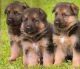 German Shepherd Puppies for sale in Casper, WY, USA. price: NA