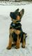 German Shepherd Puppies for sale in Independence, MO, USA. price: NA