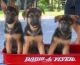 German Shepherd Puppies for sale in Honolulu County, HI, USA. price: NA