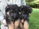 German Shepherd Puppies for sale in Somerset, KY, USA. price: NA