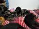 German Shepherd Puppies for sale in Copperas Cove, TX, USA. price: NA