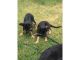 German Shepherd Puppies for sale in CA-111, Rancho Mirage, CA 92270, USA. price: NA