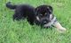German Shepherd Puppies for sale in Boston, MA, USA. price: $550