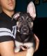 German Shepherd Puppies for sale in North Port, FL, USA. price: $700