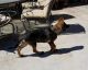 German Shepherd Puppies for sale in Prather, CA 93651, USA. price: NA