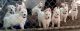German Shepherd Puppies for sale in Klamath Falls, OR, USA. price: NA