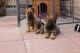 German Shepherd Puppies for sale in North Carolina Central University, Durham, NC, USA. price: $600