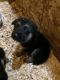 German Shepherd Puppies for sale in Grand Rapids, MI, USA. price: $500