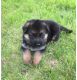 German Shepherd Puppies for sale in California, MD, USA. price: NA