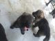German Shepherd Puppies for sale in Indianapolis, IN 46224, USA. price: $500