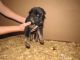 German Shepherd Puppies for sale in Stanford, KY 40484, USA. price: $850