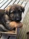 German Shepherd Puppies for sale in Hackettstown, NJ 07840, USA. price: NA