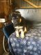 German Shepherd Puppies for sale in Alabama Ave, Paterson, NJ, USA. price: NA