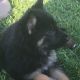 German Shepherd Puppies for sale in Crooksville, OH 43731, USA. price: NA