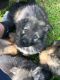 German Shepherd Puppies for sale in Warrenton Way, Colorado Springs, CO 80922, USA. price: NA