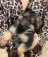 German Shepherd Puppies for sale in Brownfield, TX 79316, USA. price: NA